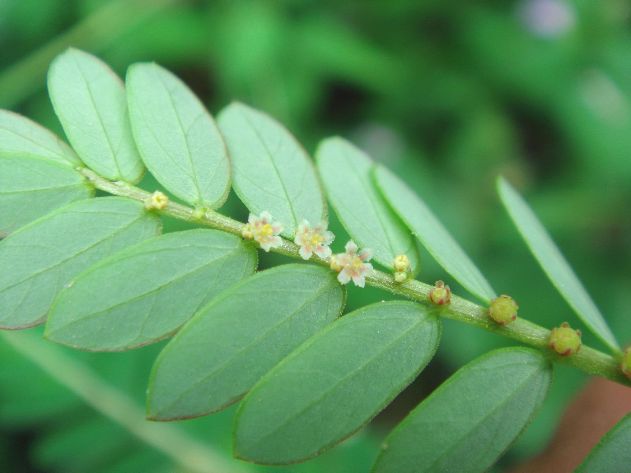 Urinaria phyllanthus Plant Identification:SOLVED: